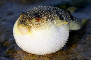 fugu fish 300x200
